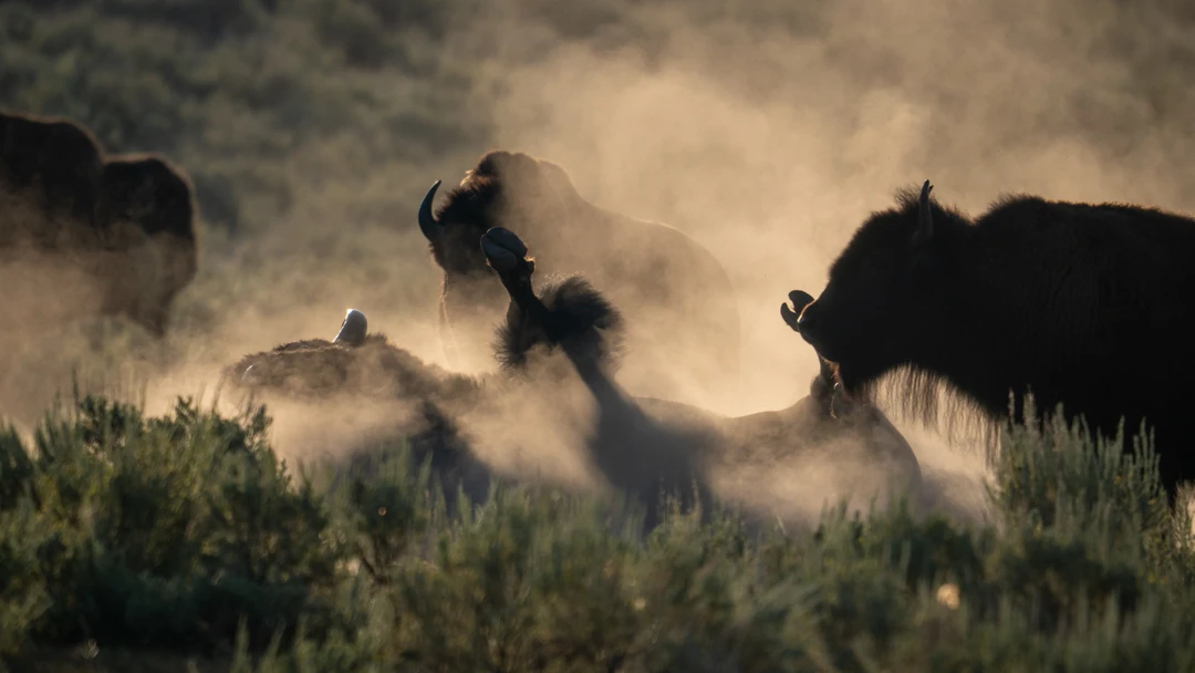A bison herd in sunrise-lit dust, with a rolling animal’s hooves raised in the center.